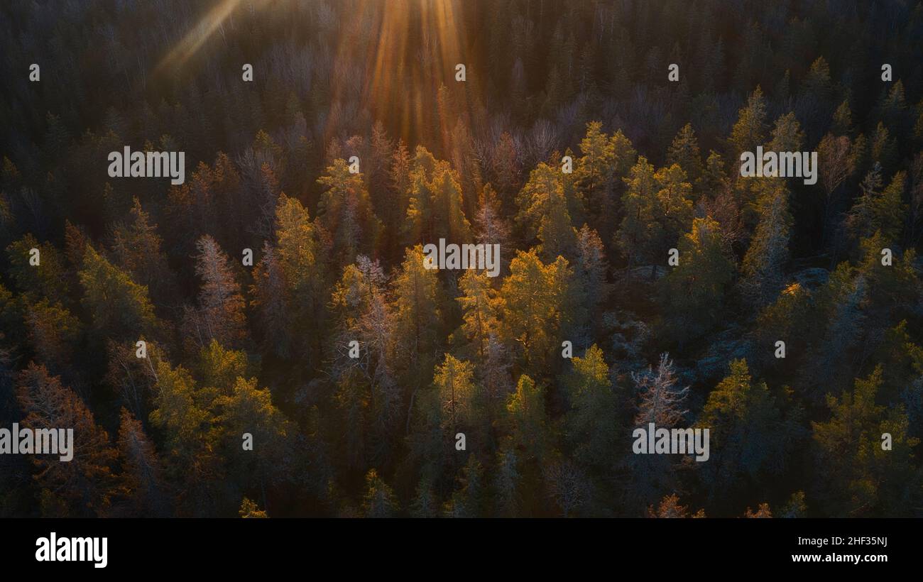 Flou d'arrière-plan vue avant en bois naturel. Concept de forêt de printemps. Lever de soleil sur fond de forêt. Papier peint à la lumière du jour. Banque D'Images