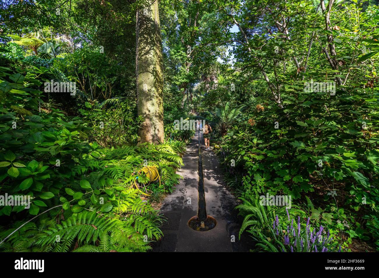 Vue sur la Mortella, un spectaculaire jardin subtropical et méditerranéen à Forio d'Ischia, Italie Banque D'Images
