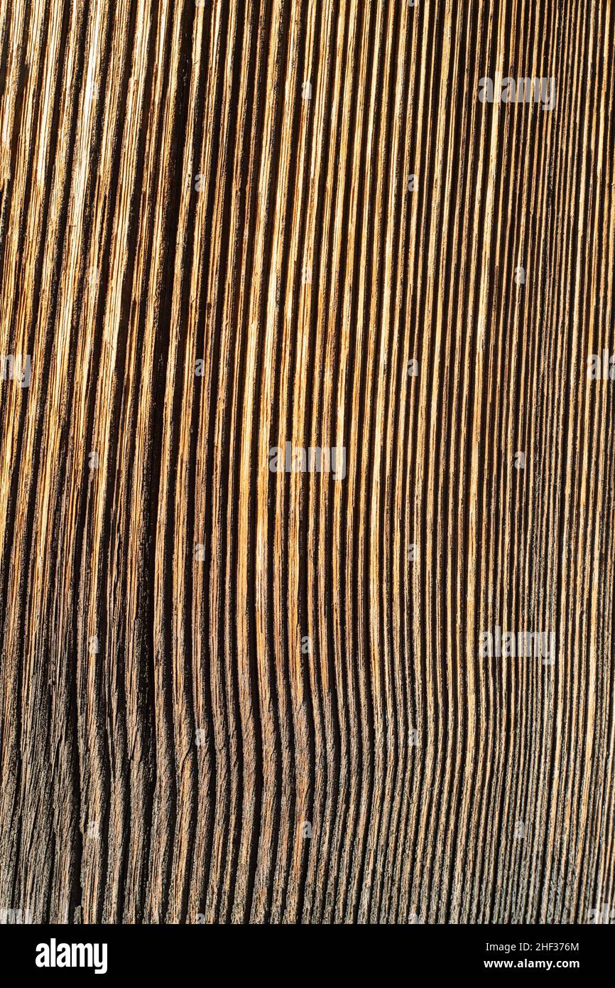 Une texture de bois avec des nervures très marquées. Lignes dans la même direction. Planche en bois antique. Arrière-plan vintage. Banque D'Images
