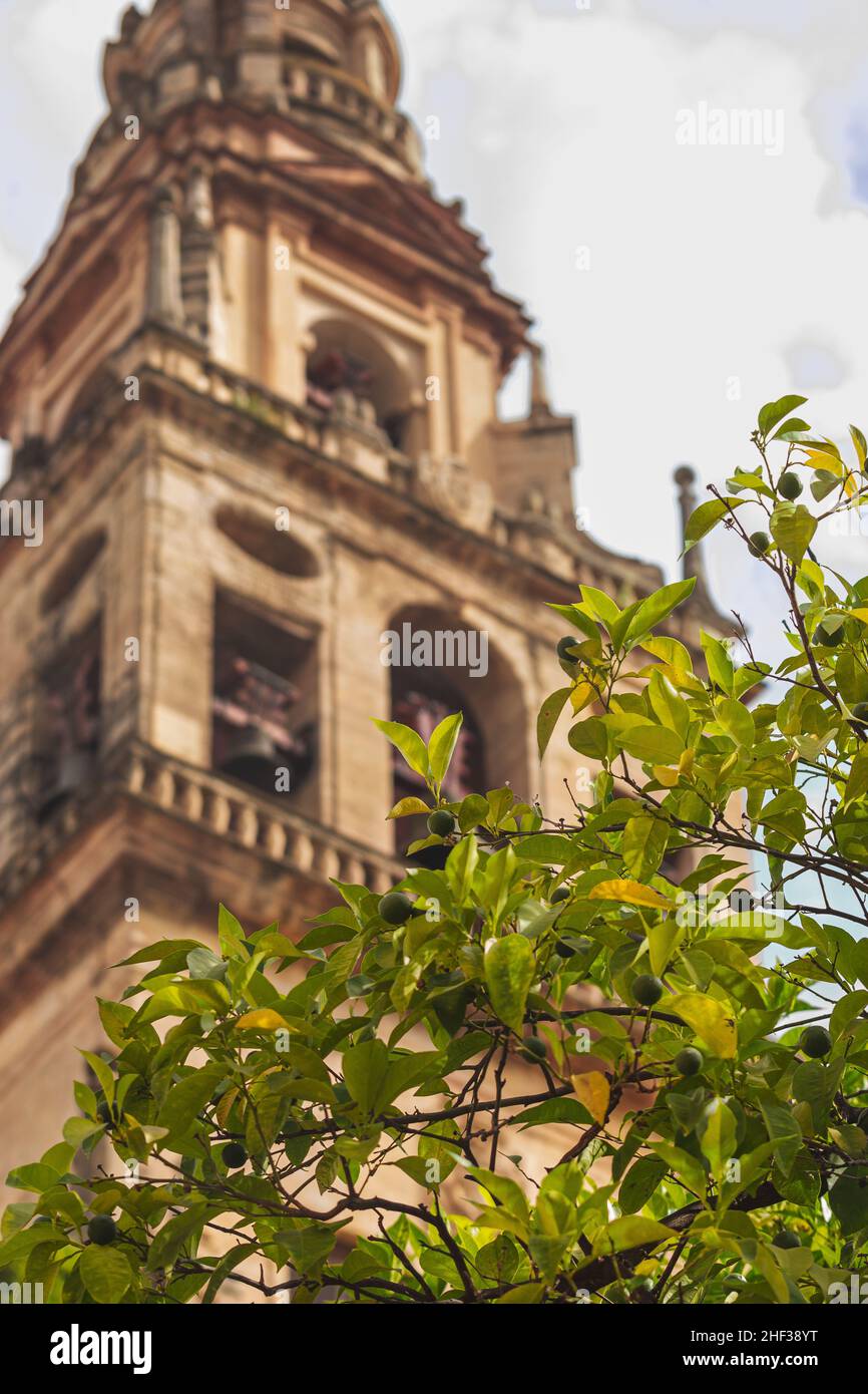 Detale de la rama d'un Naranjo con la Torre-Minarete detrás, en el patio de los Naranjos de la Mezquita-Catedral de Córdoba, España Banque D'Images
