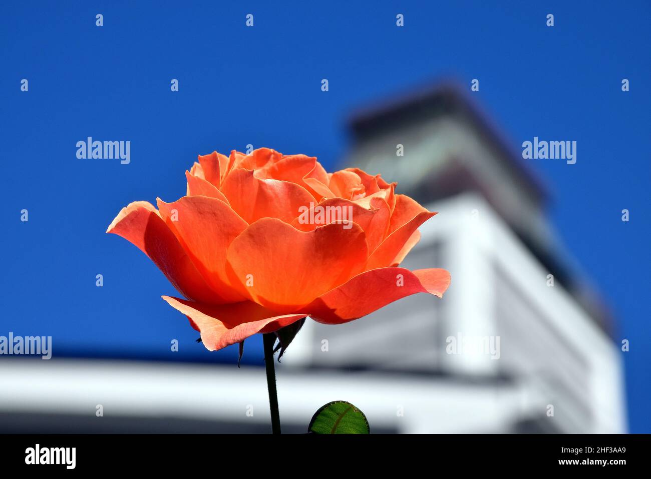 Rose orange contre la Cupola blanche et ciel bleu vif Banque D'Images