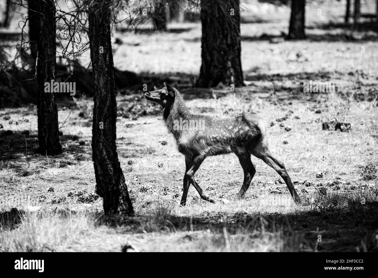 Animaux de la forêt. Deer Fawn, Bambi, capriolus. Jeune chevreuil à queue blanche. Belle faune. Banque D'Images