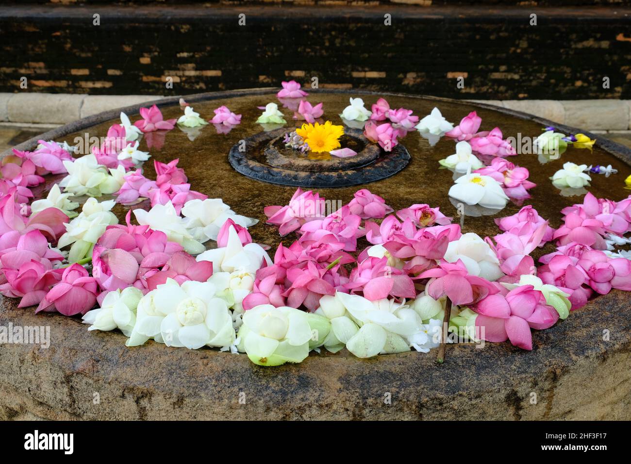 Sri Lanka Anuradhapura - belles fleurs de lotus rose et blanc dans un bol d'eau Banque D'Images