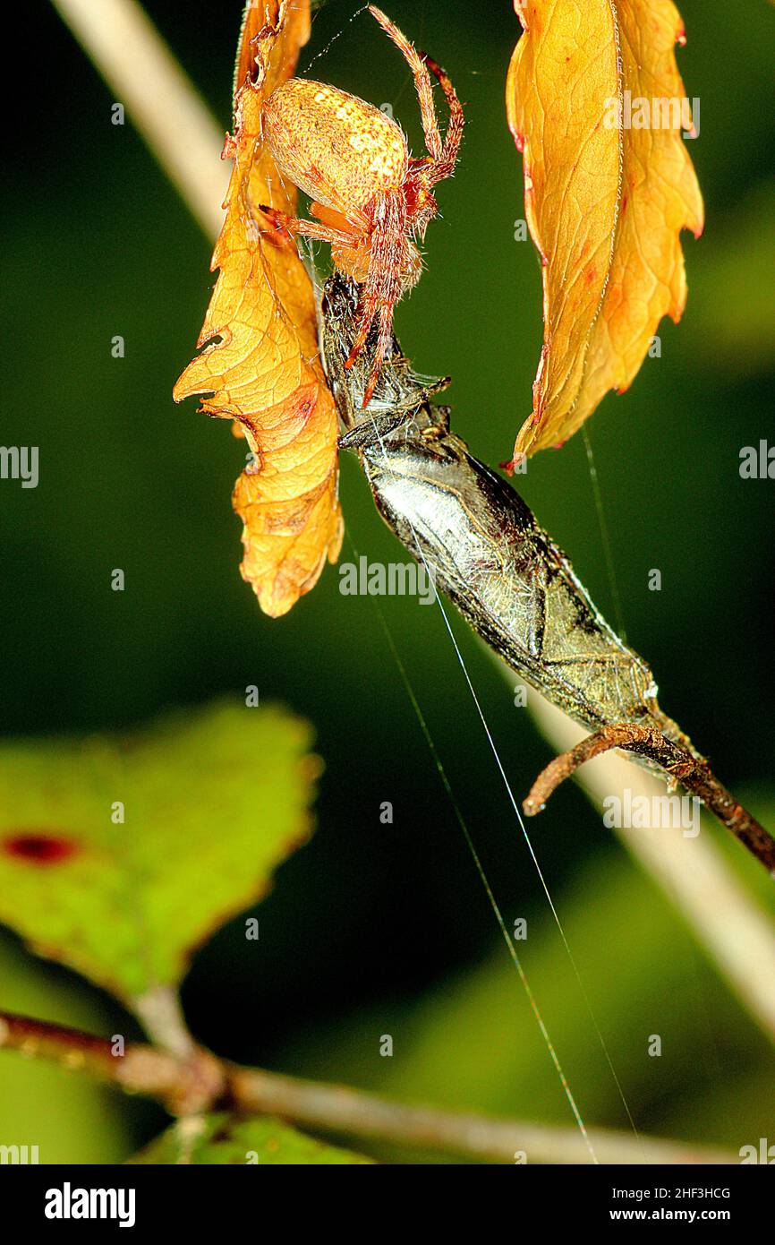 Araignée Golden orbweaver mangeant un coléoptère Banque D'Images