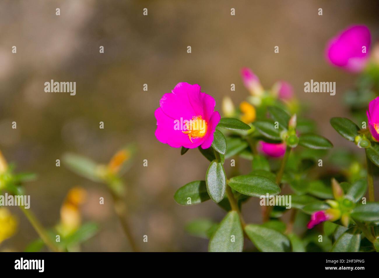 Fleur de onze heures Banque de photographies et d’images à haute