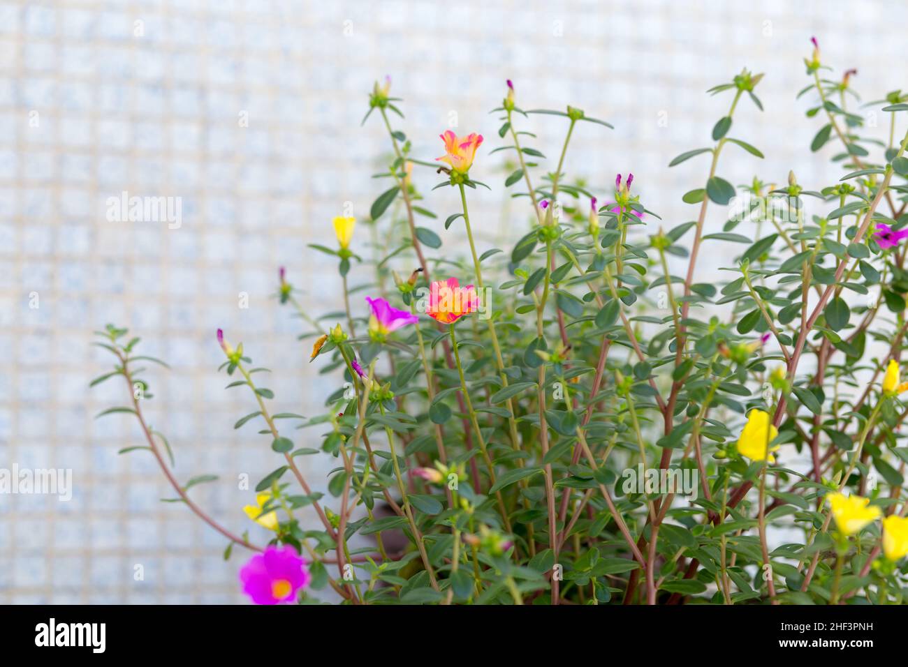 Fleur de onze heures Banque de photographies et d’images à haute