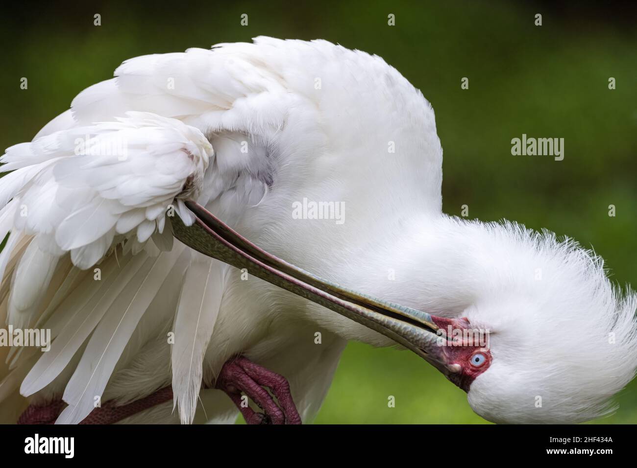 Le saboton africain (Platalea alba) se prêtant au River Valley Aviary au zoo et jardins de Jacksonville, en Floride.(ÉTATS-UNIS) Banque D'Images