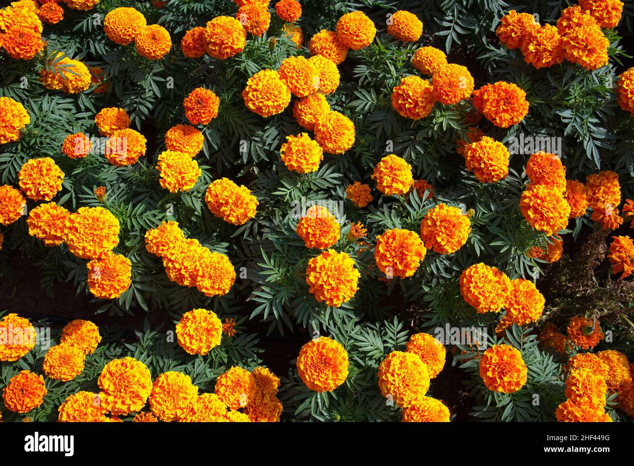 Directement au-dessus de la photo des têtes de fleurs orange Banque D'Images