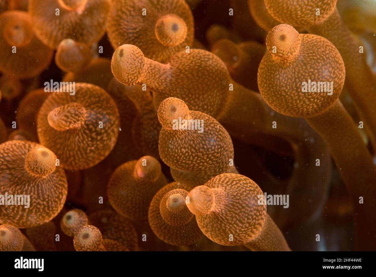 Bubble Sea Anemone Entacmaea quadricolor Banque D'Images