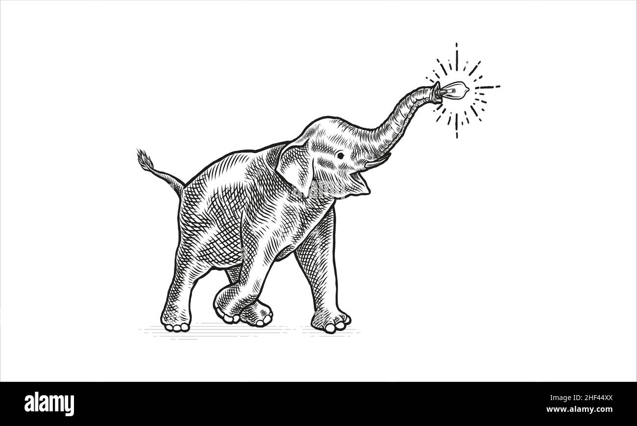 Éléphant de tête heureux africain.Illustration d'un vecteur animal sauvage sur fond blanc. Illustration de Vecteur