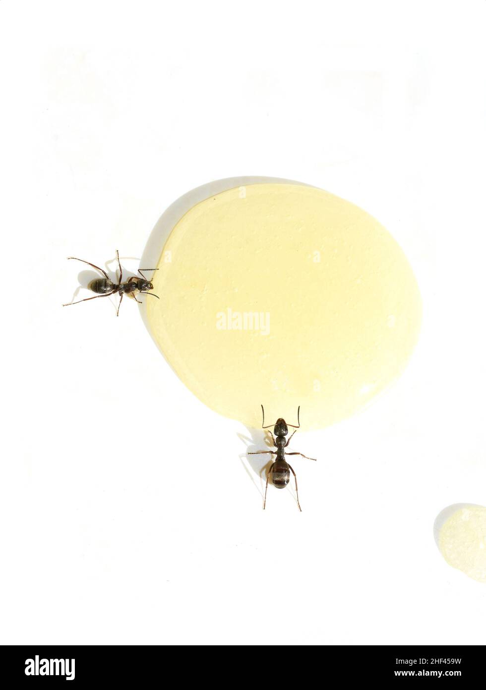 Le jardin noir Lasius niger ant boire d'une goutte de jus d'orange Banque D'Images