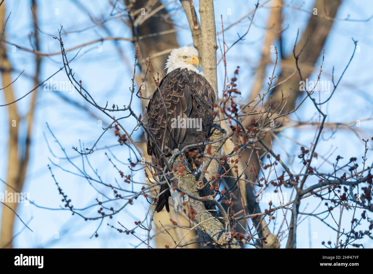 Un aigle à tête blanche adulte perché près du fleuve Mississippi à Gladstone, Illinois Banque D'Images