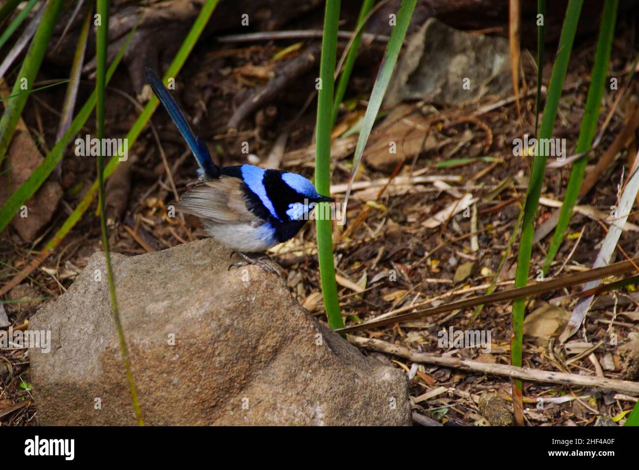 Superbe Fairy-Wren (Malurus cyaneus), Bruny Island, Tasmanie, Australie Banque D'Images