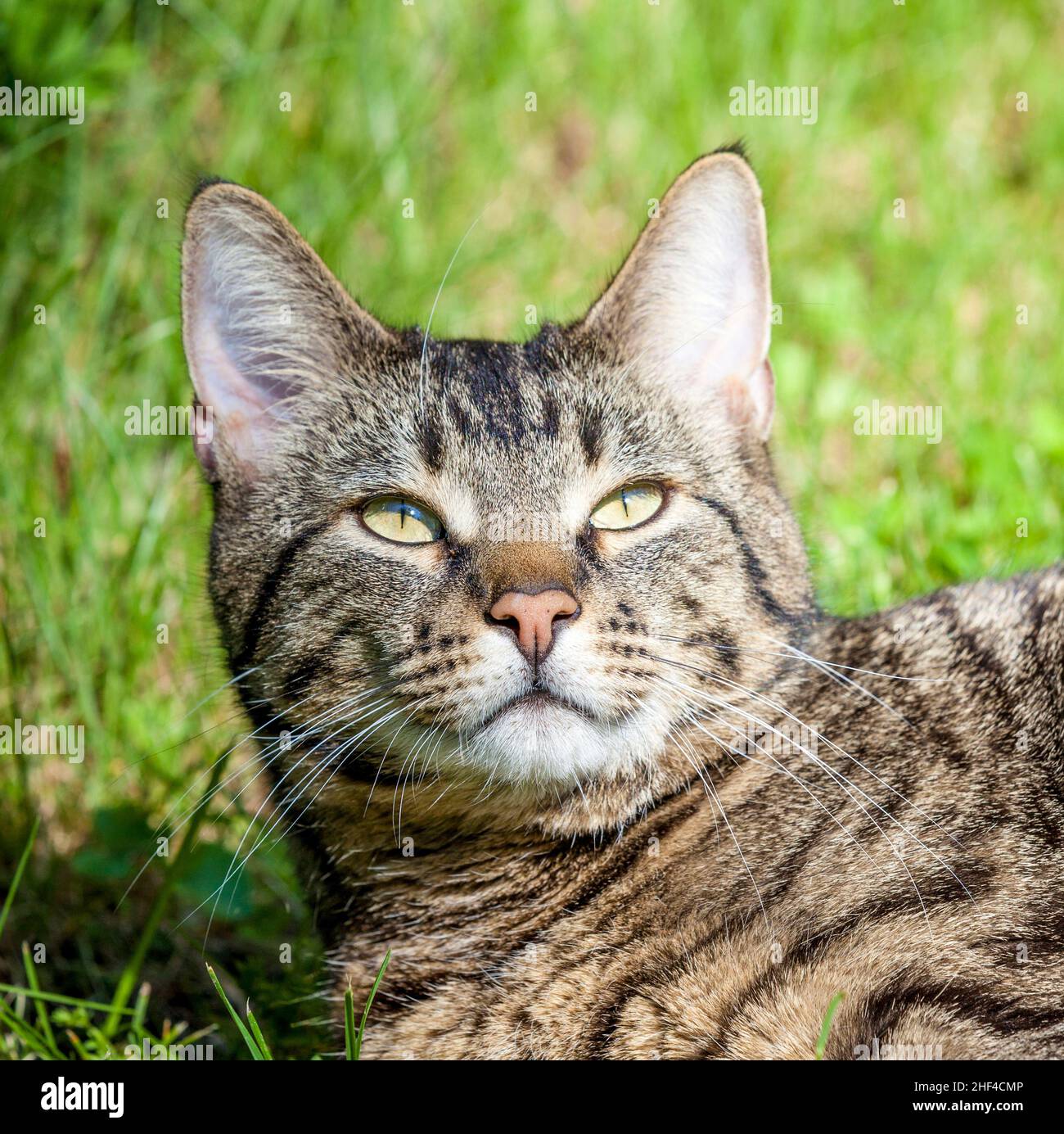 Joli chat aime sa vie à l'extérieur dans le jardin Banque D'Images