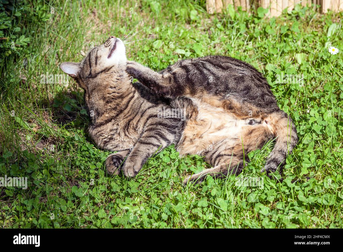 Joli chat aime sa vie à l'extérieur dans le jardin Banque D'Images