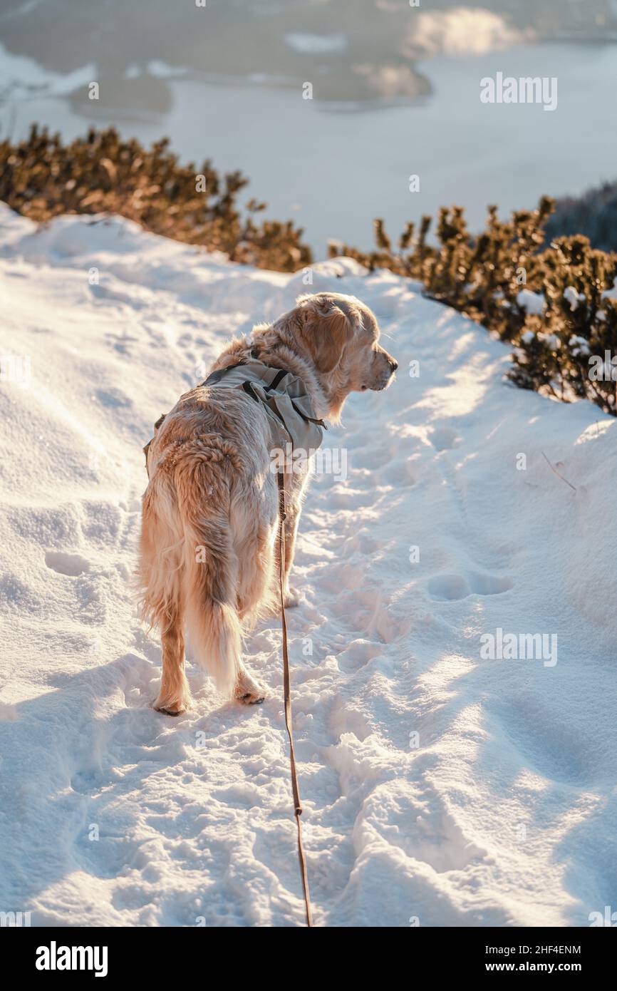 Magnifique grand chien blanc Golden Retriever en haute montagne avec neige et sac à dos Banque D'Images