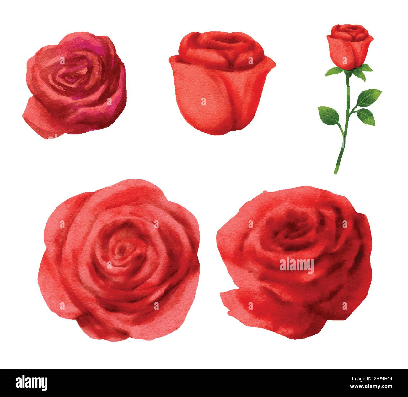 Ensemble de fleurs de rose rouge pour la Saint Valentin dans le style aquarelle. Illustration de Vecteur