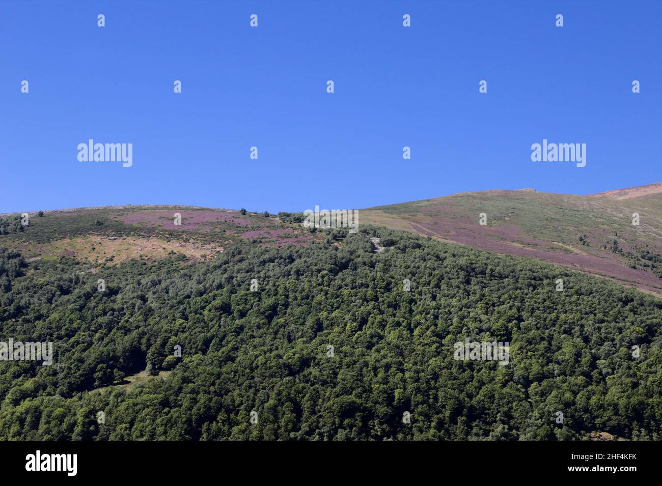 Région montagneuse de Cantabrie dans le nord de l'Espagne, l'été et la floraison de bruyère Banque D'Images