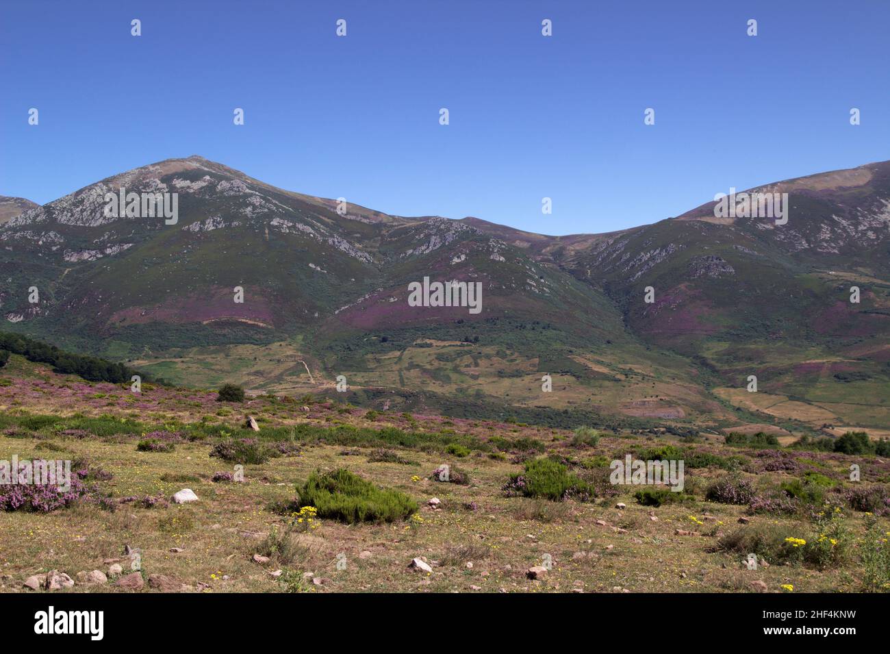 Région montagneuse de Cantabrie dans le nord de l'Espagne, l'été et la floraison de bruyère Banque D'Images