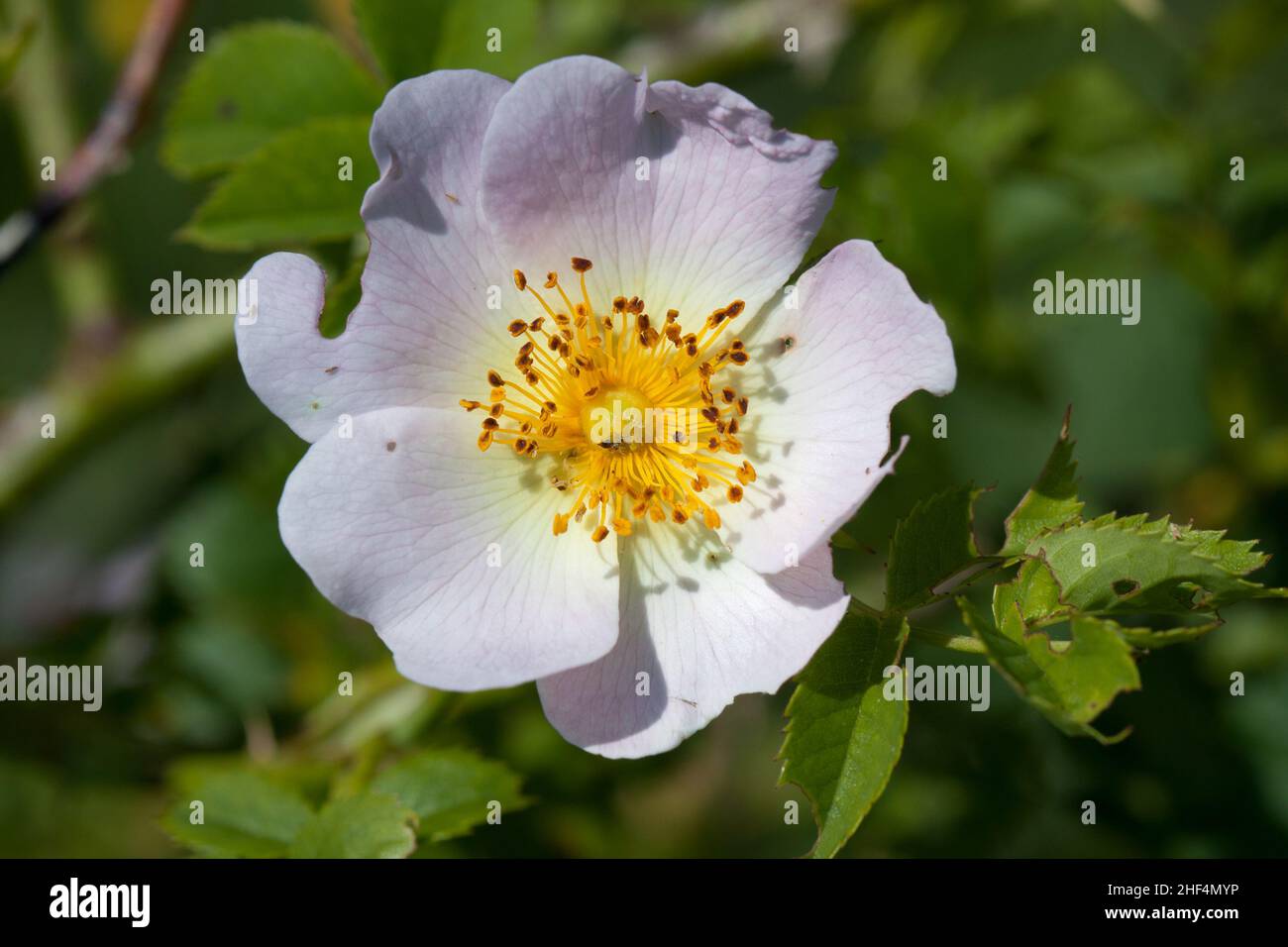 Vue de dessus d'une rose de Burnett, fleur blanche rose avec étamines jaunes Banque D'Images
