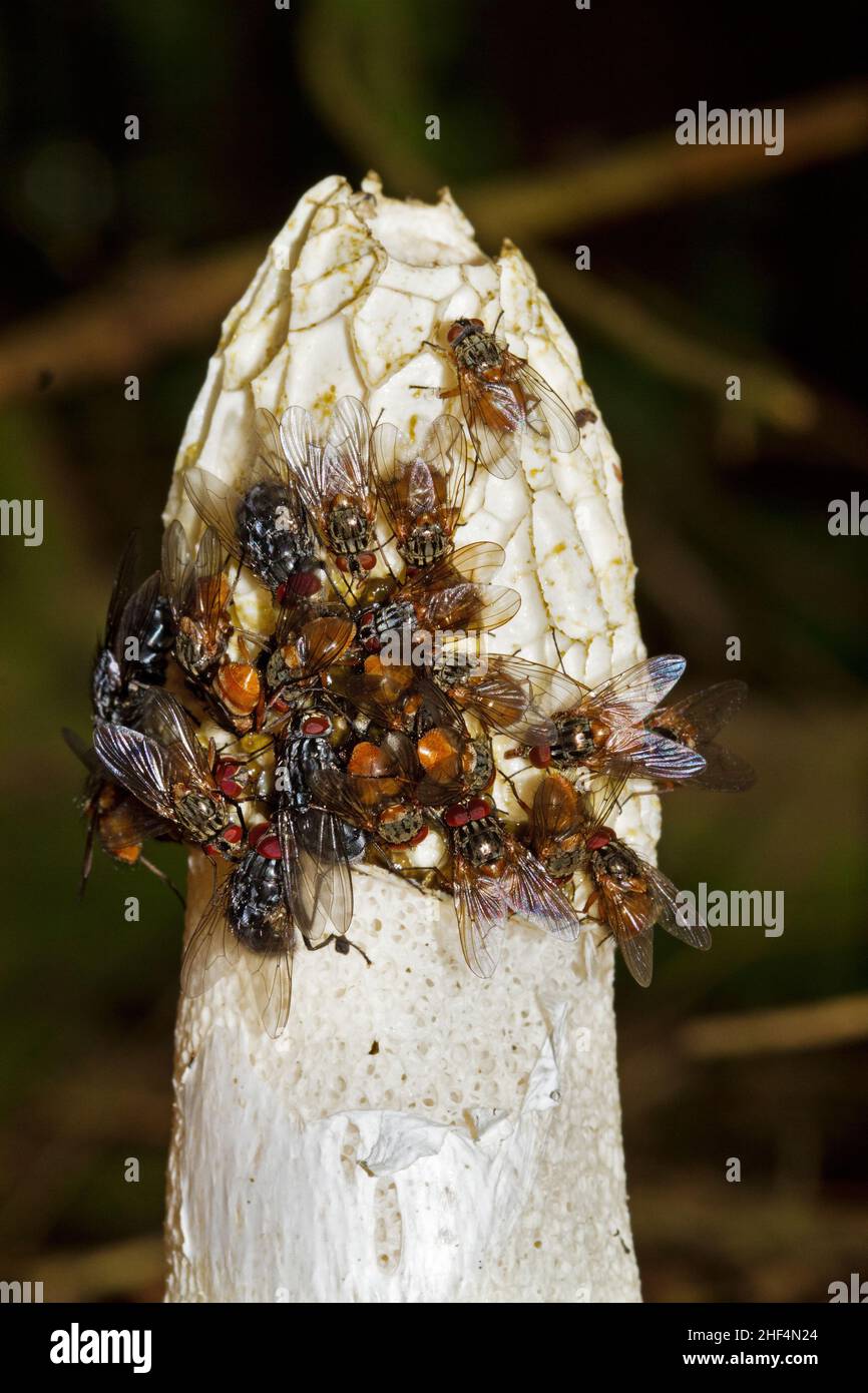 Beaucoup de mouches, attirées par l'odeur nauséabonde, sur le Stinkhorn commun Banque D'Images