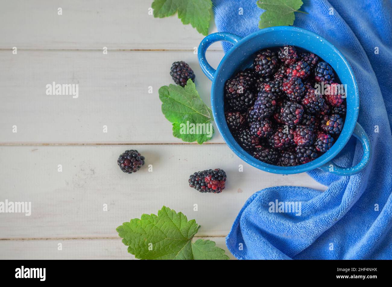 blackberry frais dans un bol bleu sur fond blanc Banque D'Images