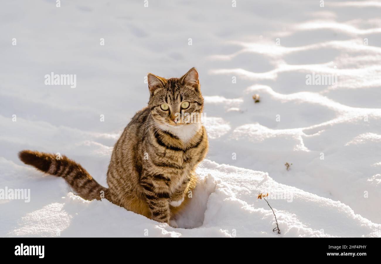 Chat espiègle, européen, domestique sur une couverture de neige. Banque D'Images