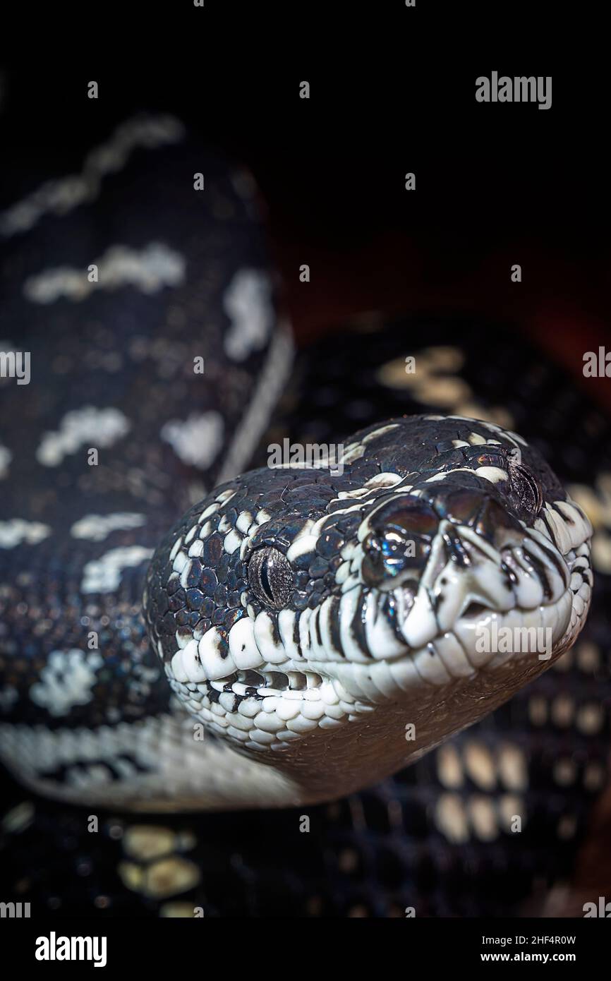 Gros plan de Diamond Carpet Python (Morelia spilota) Banque D'Images