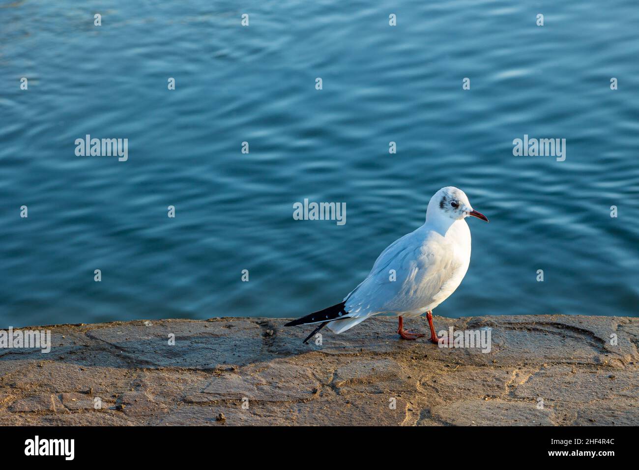 Mouette à tête noire en plumage d'hiver Banque D'Images