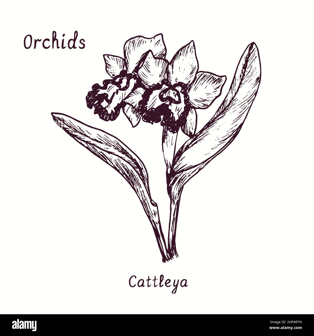Collection de fleurs d'orchidées Cattleya.Dessin d'une boisée noire et blanche avec inscription. Banque D'Images