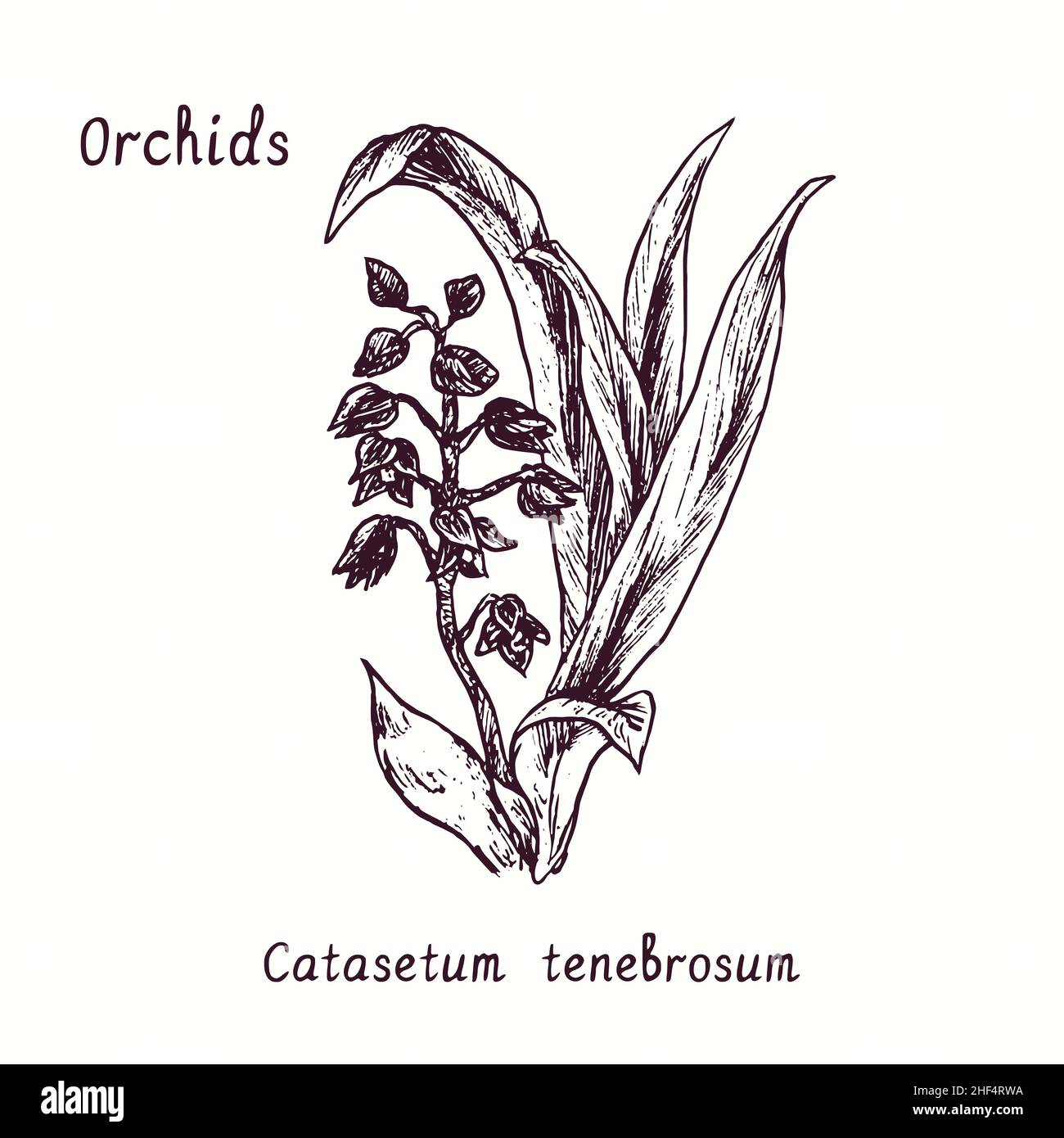 Collection de fleurs des orchidées de Catasetum tenebrosum.Dessin d'une boisée noire et blanche avec inscription. Banque D'Images
