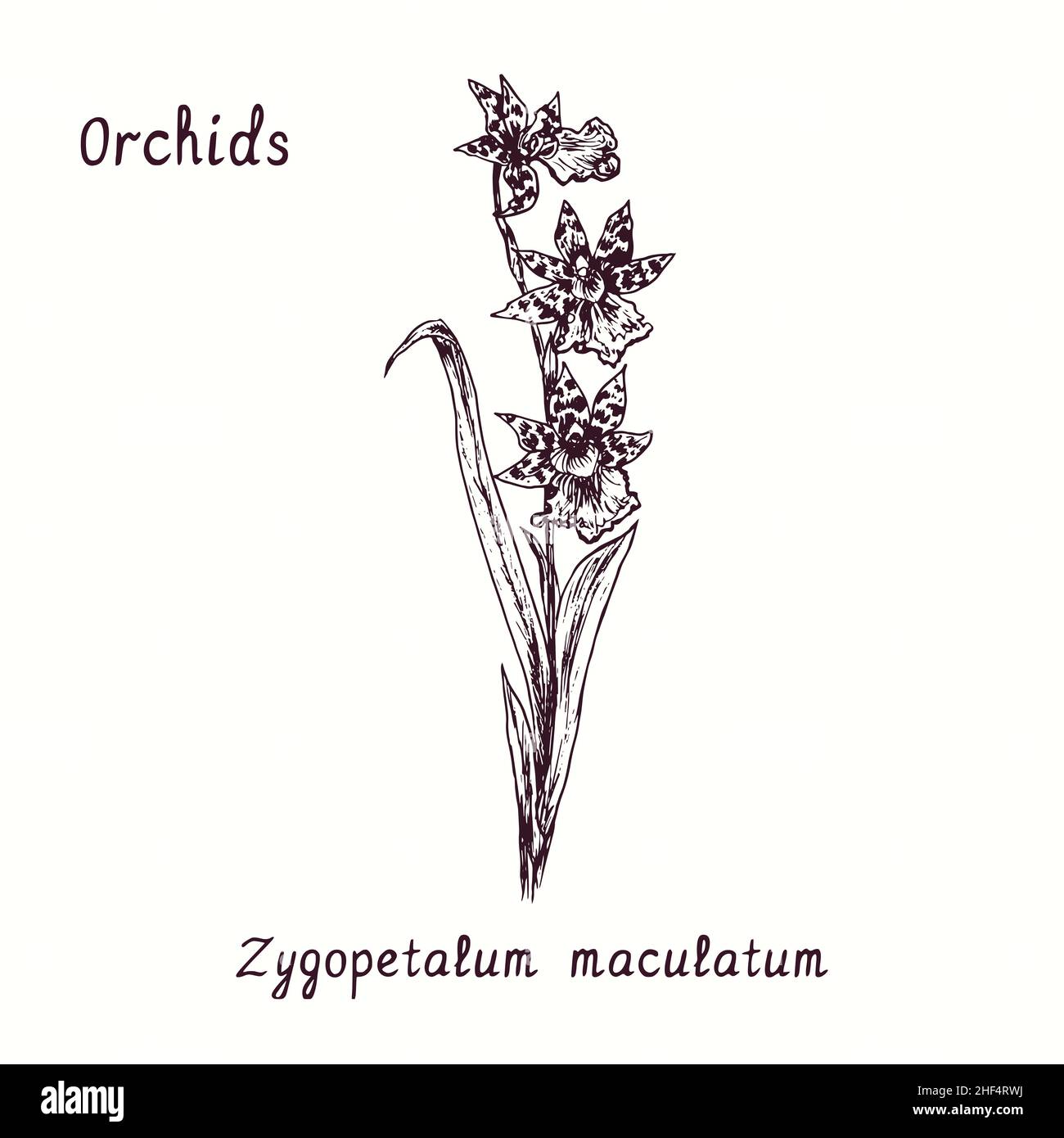 Collection de fleurs des orchidées Zygopetalum maculatum.Dessin d'une boisée noire et blanche avec inscription. Banque D'Images