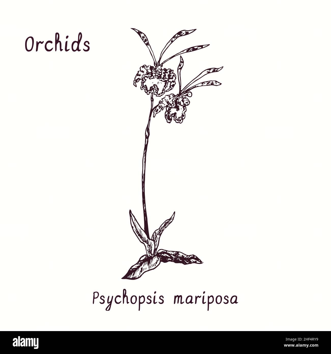 Collection de fleurs d'orchidées Psychopsis mariposa.Dessin d'une boisée noire et blanche avec inscription. Banque D'Images