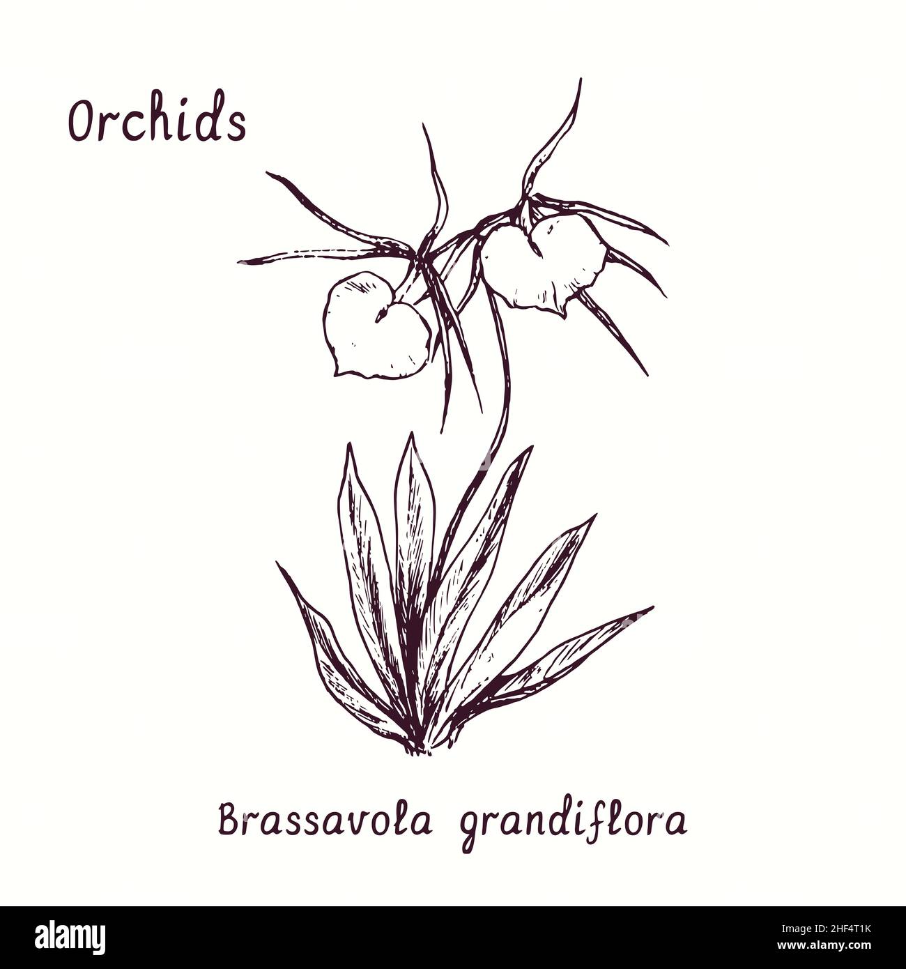 Collection de fleurs d'orchidées de Brassavola grandiflora (orchidée de la Dame de la nuit).Dessin d'une boisée noire et blanche avec inscription. Banque D'Images