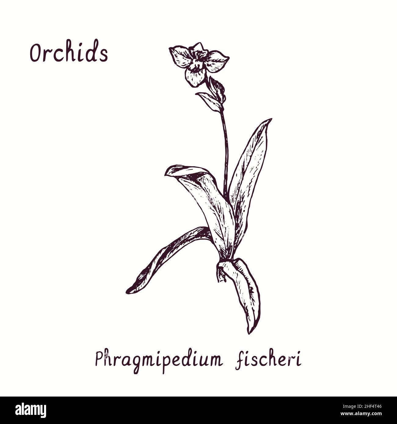 Collection de fleurs d'orchidées Phragmipedium fischeri.Dessin d'une boisée noire et blanche avec inscription. Banque D'Images