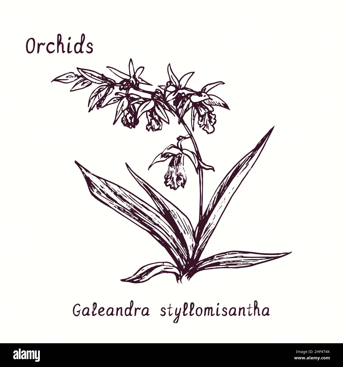 Collection de fleurs Galeandra styllomisantha orchidées.Dessin d'une boisée noire et blanche avec inscription. Banque D'Images