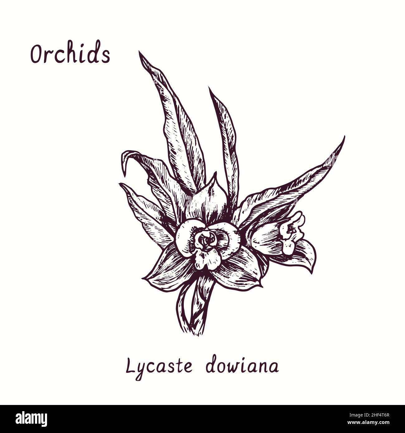 Collection de fleurs d'orchidées lycaste dowiana.Dessin d'une boisée noire et blanche avec inscription. Banque D'Images