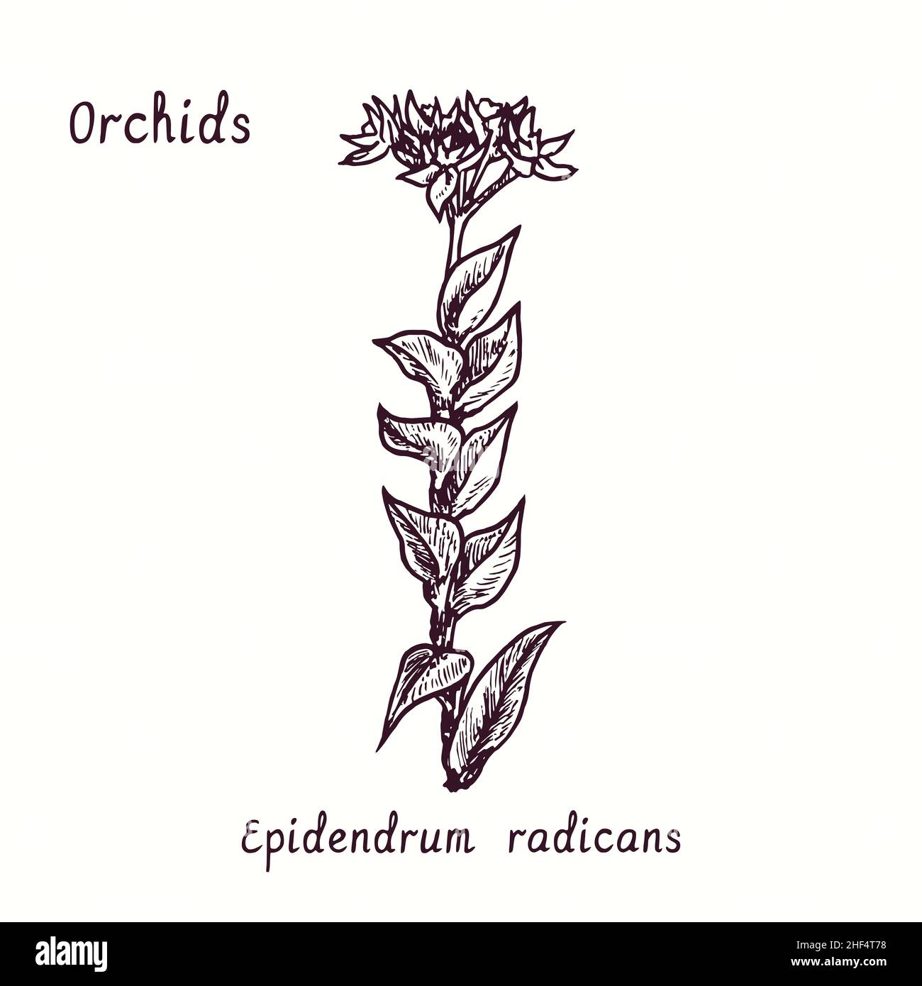 Collection de fleurs d'orchidées d'Epidendrum radicans.Dessin d'une boisée noire et blanche avec inscription. Banque D'Images