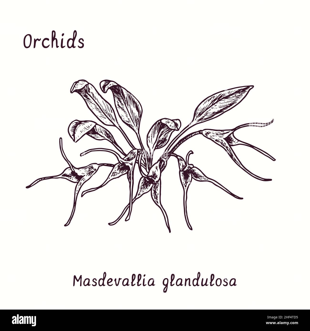 Collection de fleurs d'orchidées de Masdevallia glandulosa.Dessin d'une boisée noire et blanche avec inscription. Banque D'Images