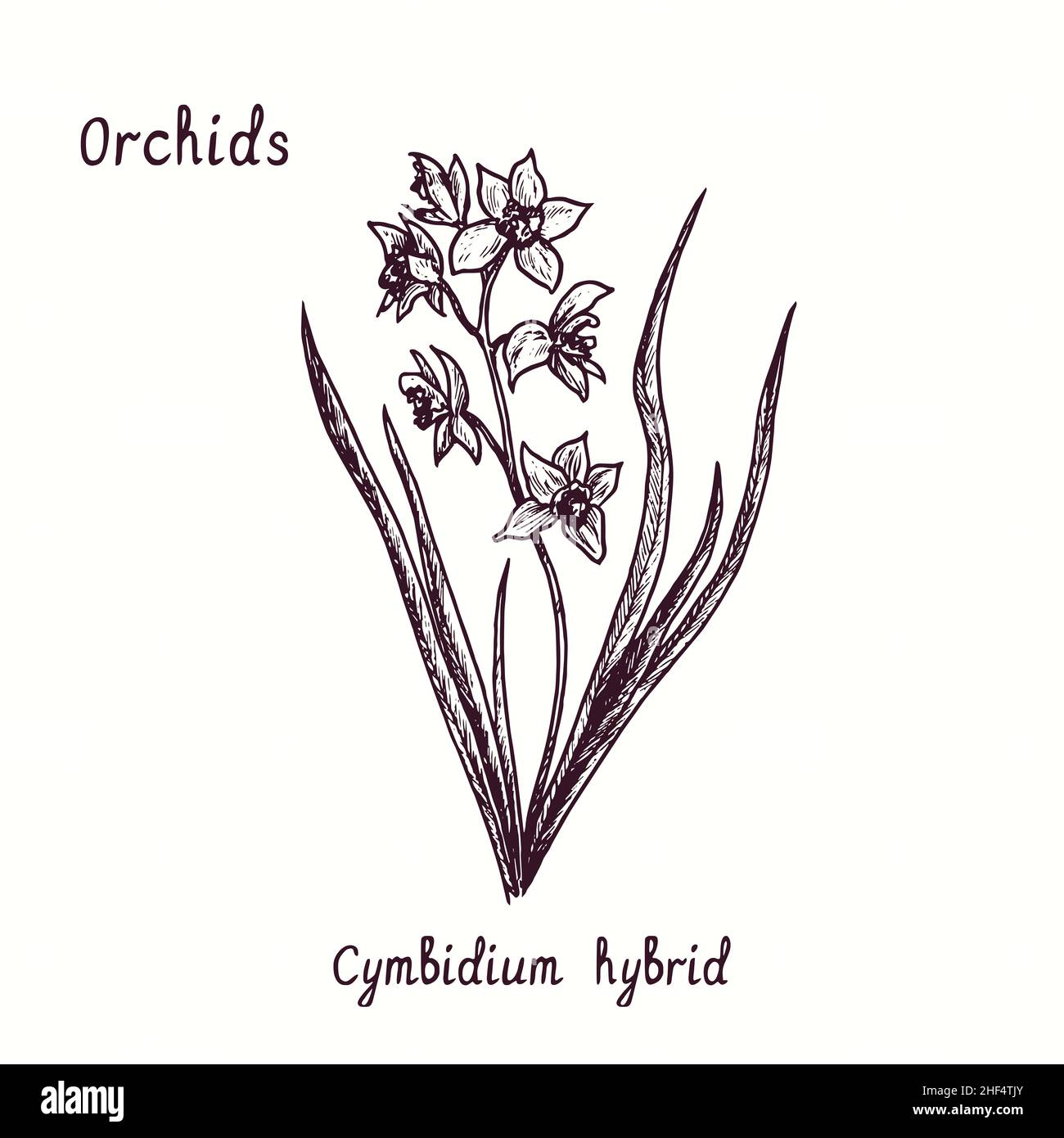 Collection de fleurs d'orchidées hybrides Cymbidium.Dessin d'une boisée noire et blanche avec inscription. Banque D'Images