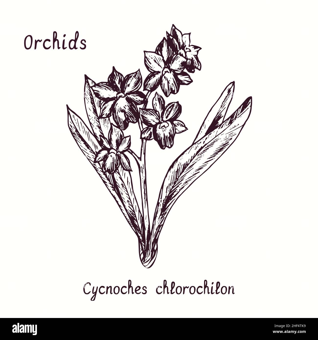 Collection de fleurs d'orchidées chlorochilon de Cycnoches.Dessin d'une boisée noire et blanche avec inscription. Banque D'Images