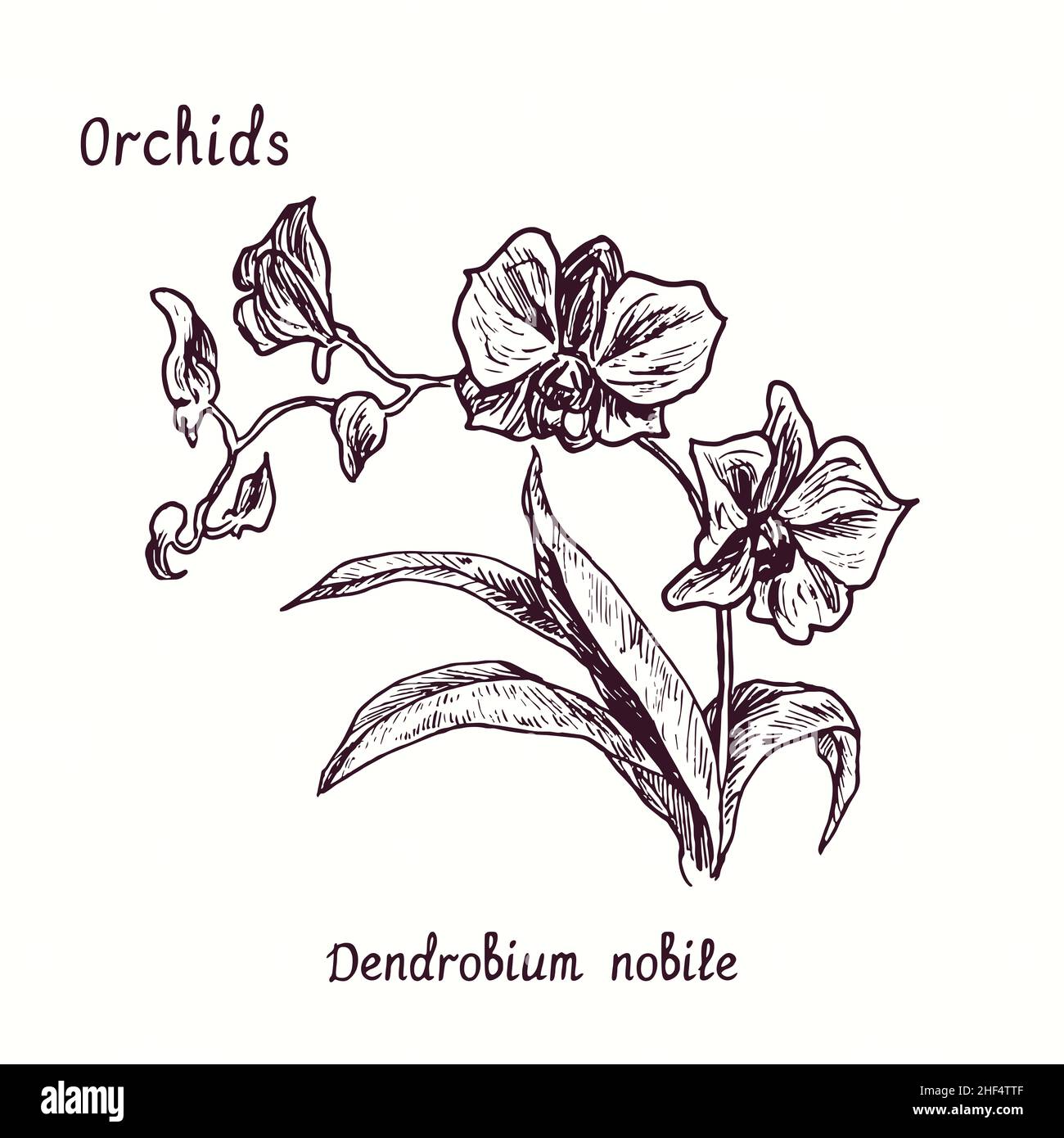 Collection de fleurs d'orchidées Dendrobium nobile.Dessin d'une boisée noire et blanche avec inscription. Banque D'Images
