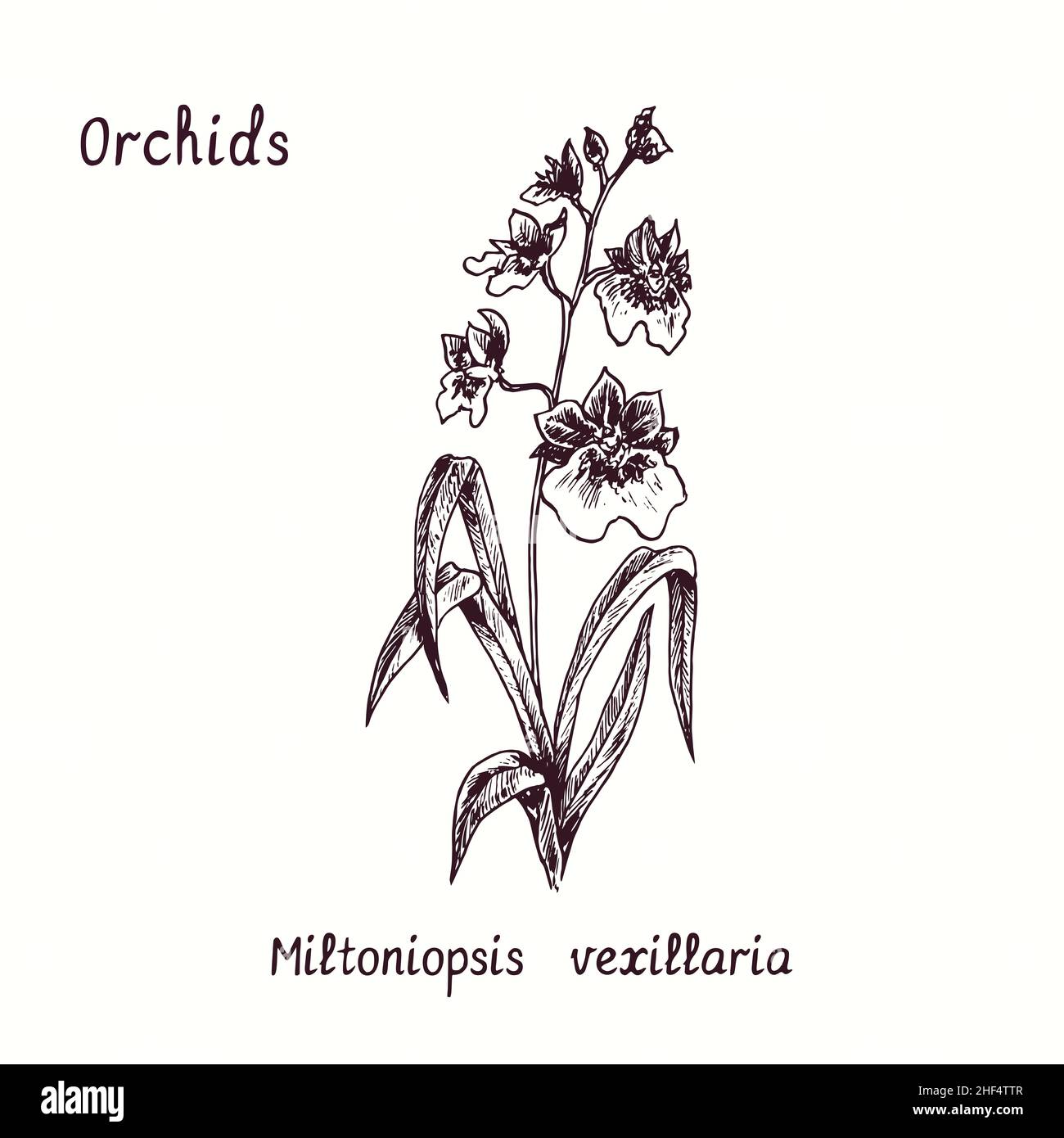 Collection de fleurs d'orchidées miltoniopsis vexillaria.Dessin d'une boisée noire et blanche avec inscription. Banque D'Images