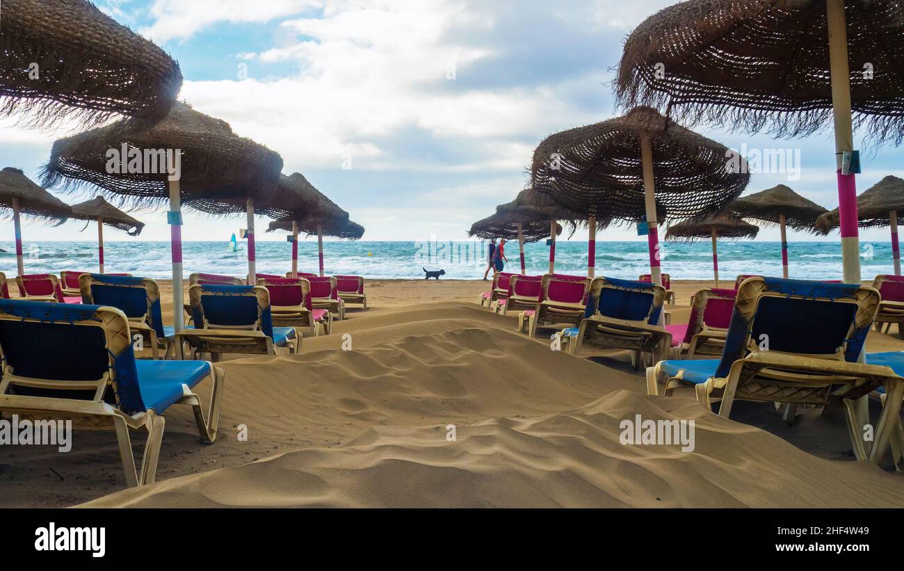 Un chien marchant avec son propriétaire le long de la plage de Marbella entre des chaises longues et des parasols sans personne. Banque D'Images