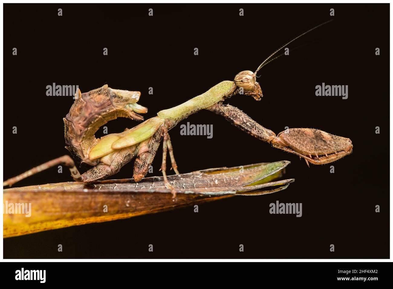 Sauterelles dans le parc de Ho Chi Minh-ville Banque D'Images