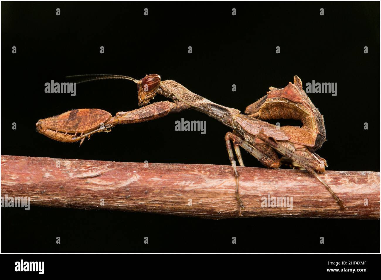 Sauterelles dans le parc de Ho Chi Minh-ville Banque D'Images