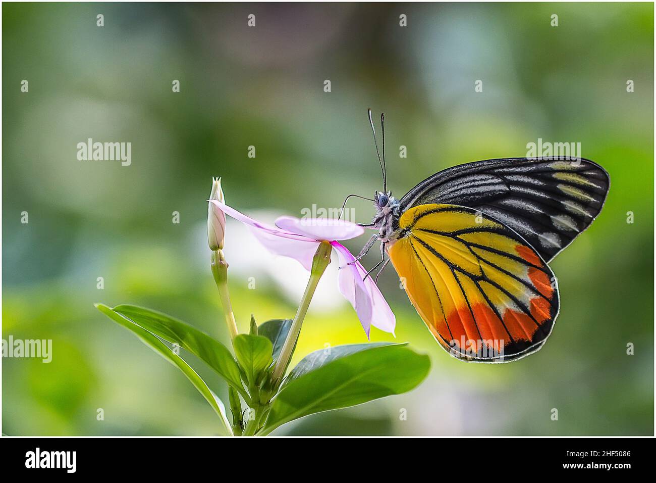 De beaux papillons dans un parc à Ho Chi Minh ville Banque D'Images