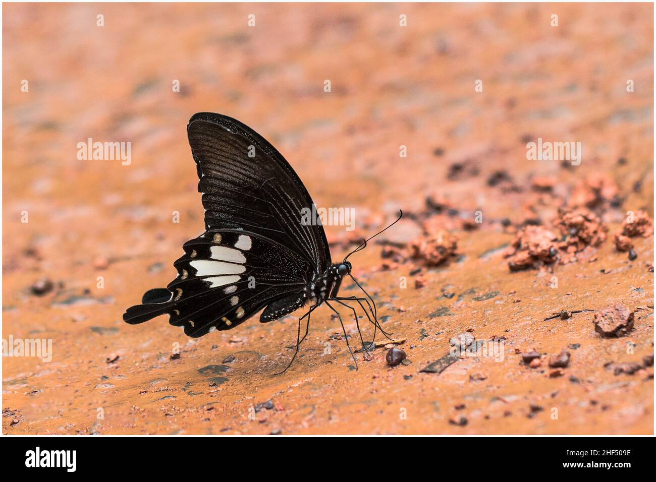 De beaux papillons dans un parc à Ho Chi Minh ville Banque D'Images