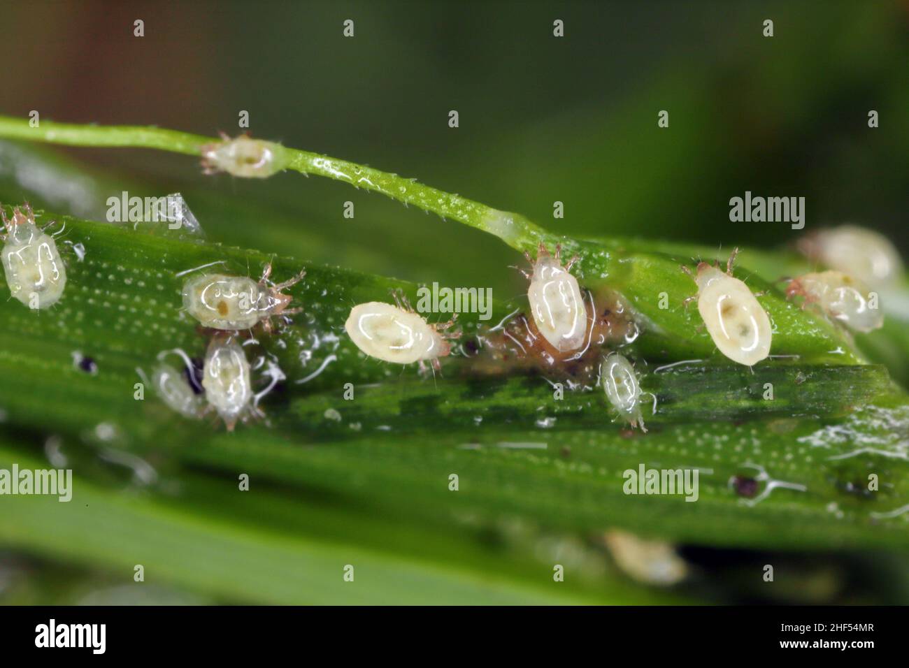 Grossissement de minuscules acariens de la famille des acaridae. Banque D'Images
