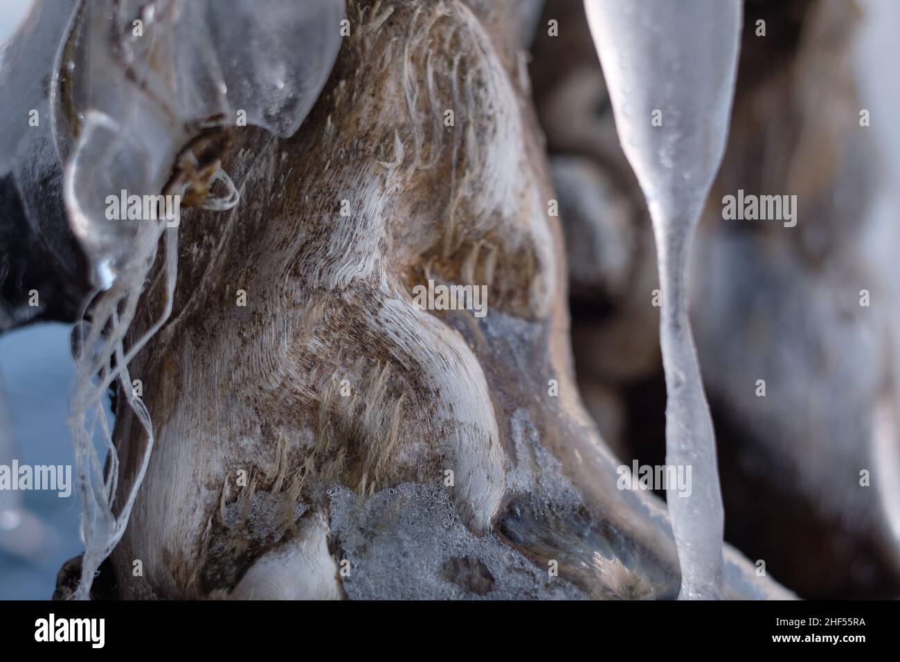 Racines exposées d'un arbre de rivage de lac recouvert de glace Banque D'Images